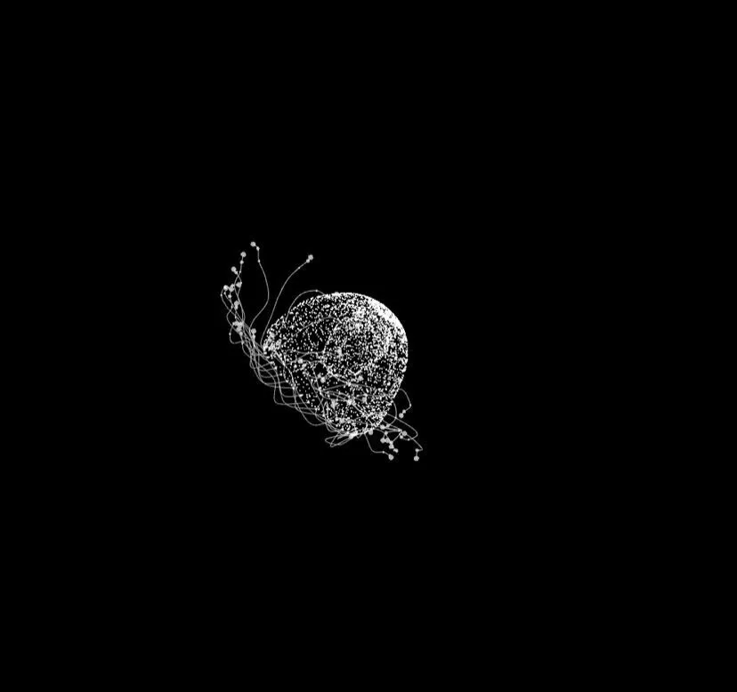 Turritopsis nutricula
