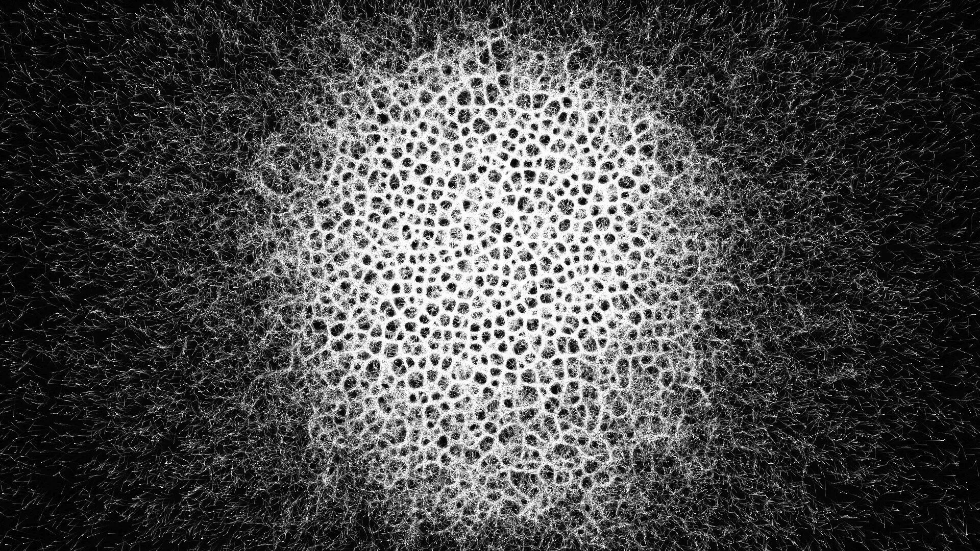 Mycelium
