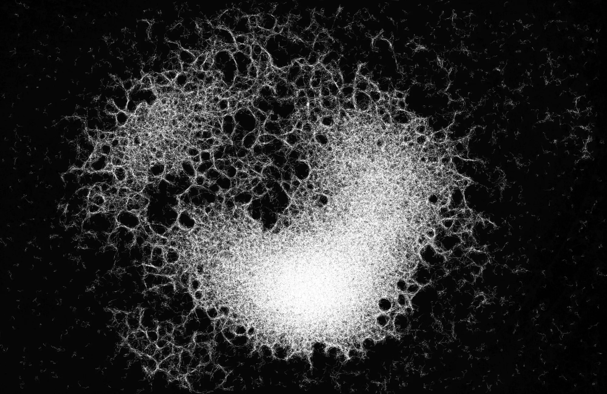 Mycelium