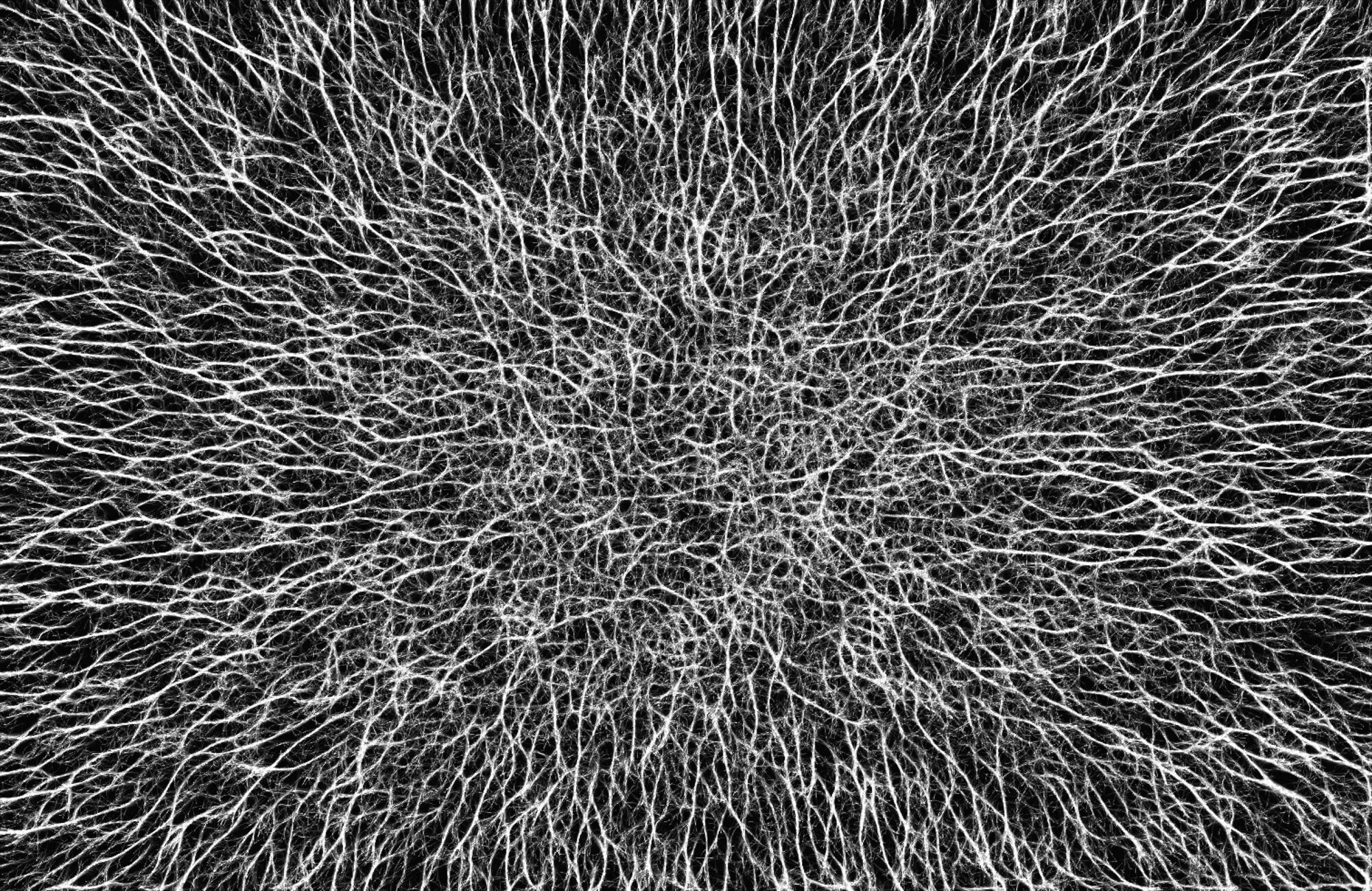 Mycelium
